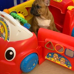 French Bulldog Puppies from Frenchie Empire