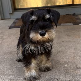 Aqua - Black and silver male Miniature Schnauzer puppy in Arlington, Texas from Blissful Standards