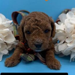 Snap- Orange Collar - Red  male Goldendoodle puppy in Cape Coral, Florida from Nay Nays Mini Doodles