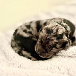 Purple Collar - Merle female Goldendoodle puppy in Stockton, California from Port City Doodles