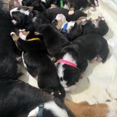Greater Swiss Mountain Dog Puppies from Jessie Eschweiler