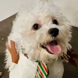 Gunner - Bichon Frise