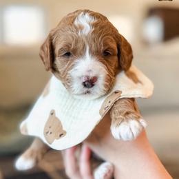 Little Bear - Red  male Goldendoodle puppy in New Harmony, Indiana from Cottonwood Farms