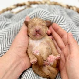 Sunny - Apricot male Goldendoodle puppy in Queen Creek, Arizona from Goldendoodle AZ