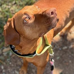 Ginger - Vizsla