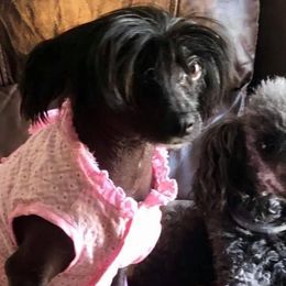 Agnes - Chinese Crested