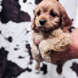 Velvet - Red female Cavapoo puppy in Woodleaf, North Carolina from Circle T Ranch K9s