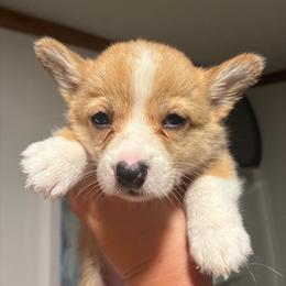 Rayna - Red female Pembroke Welsh Corgi puppy in Delton, Michigan from CorGizmo