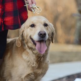 Alice - Golden Retriever