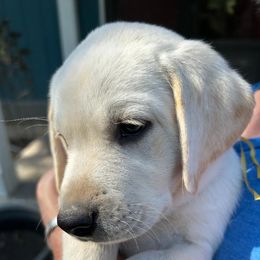 Girl 2 - female Labrador Retriever puppy in Earlham, Iowa from Family Labs