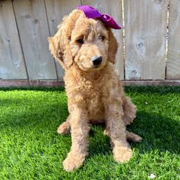 Daisy - Apricot female Goldendoodle puppy in Carlsbad, California from Seaside Doodle Co.