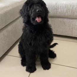 Goldendoodle Puppies from SOMIDOODLES