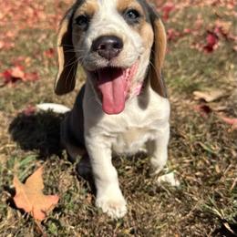 Kricket - Blue tan and white female Beagle puppy in Rogersville, Missouri from Hales Little Beagle Haven