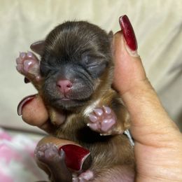 Fancy - Red and tan female Shih Tzu puppy in Sacramento, California from NANA’S  QUALITY SHIH TZU'S