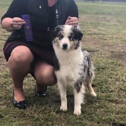 Dory  - Miniature American Shepherd