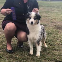 Dory  - Miniature American Shepherd