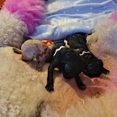 Poodle puppies from Bellissimo Standard Poodles