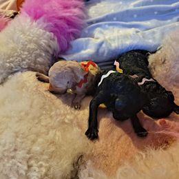 Poodle puppies from Bellissimo Standard Poodles