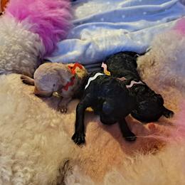 Poodle puppies from Bellissimo Standard Poodles
