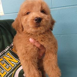 Charlie - Apricot male Goldendoodle puppy in Milwaukwe, Wisconsin from Wisconsin Doodles