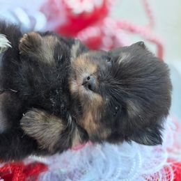 Boy 2 - Blue merle male Pomeranian puppy in Victorville, California from Star Kid Poms