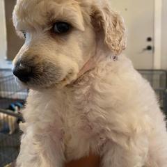 Poodle Puppies from Serenity Standard Poodles