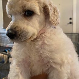 Poodle Puppies from Serenity Standard Poodles