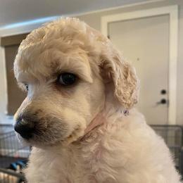 Poodle Puppies from Serenity Standard Poodles