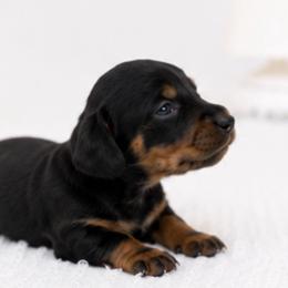 Luna - Black and tan female Dachshund puppy in Desloge, Missouri from Snows Doxies
