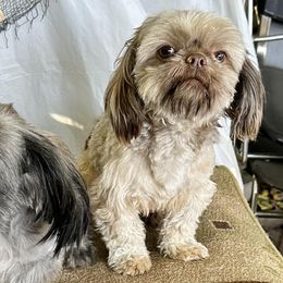Poodles and Shih Tzus from Carrillo pets