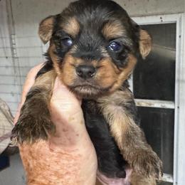 Brodie ( click pic) - Black and tan male Yorkshire Terrier puppy in Kingston, Oklahoma from Lake Life