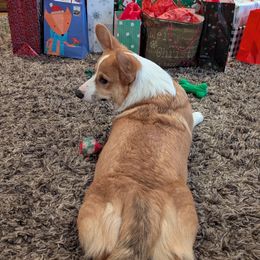 Major - Pembroke Welsh Corgi