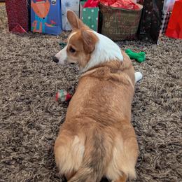 Major - Pembroke Welsh Corgi