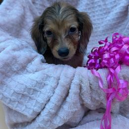 Rosie - Dapple female Dachshund puppy in Gavilan Hills, California from Bacchanal Kennel/Ranch