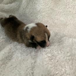 Hunter - Red male Pembroke Welsh Corgi puppy in Morgantown, Pennsylvania from GoldStar Corgis (License Number 18519)