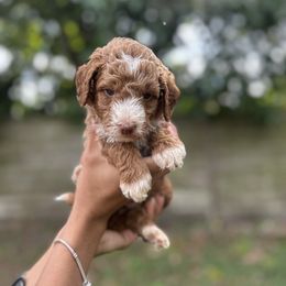 Roo (Red Collar) - Red  female Goldendoodle puppy in Palmetto Bay, Florida from SOMIDOODLES