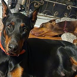 Doberman Pinschers from Music City Dobermans