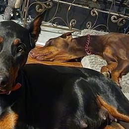 Doberman Pinschers from Music City Dobermans