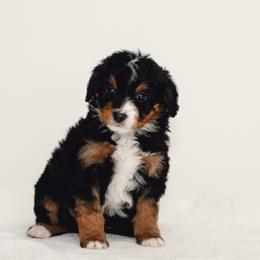 Gray - Black tri-color male Aussiedoodle puppy in Slc, Utah from Timp Doodles