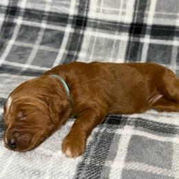 Light Blue Collar Female - Apricot female Goldendoodle puppy in Pasadena, Texas from Knightsbane Standard Poodles