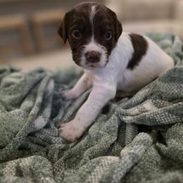 Yellow Girl - Liver and white female Brittany puppy in Alma, Georgia from Edenbright Brittanys