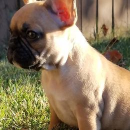 French Bulldogs from Massive Kennels