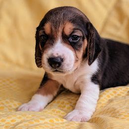 Beagles from Clover Beagles