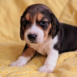 Beagles from Clover Beagles
