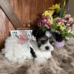 Shorkie Puppies from Shorkies R Us Breeding