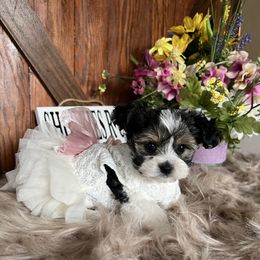 Shorkie Puppies from Shorkies R Us Breeding