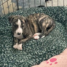 Dalmatian and Whippet Puppies from Hapi-Dal Dalmatians and Primetime Whippets