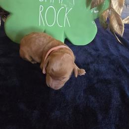 Lucky - Red  female Goldendoodle puppy in Red Oak, Iowa from Fisher Pups-Stay Golden with a Doodle