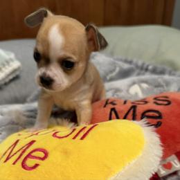 Champ - Black sabled fawn male Chihuahua puppy in Amity, Pennsylvania from Rhoda and Verna