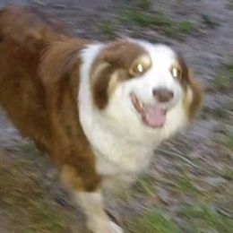 Australian Shepherds from Suwannee River Australian Shepherds